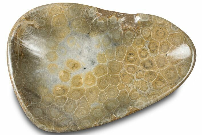 Polished Fossil Coral (Actinocyathus) Dish - Morocco #312163